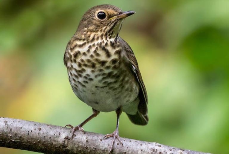 25 Most Common Birds in North America (with Photos)