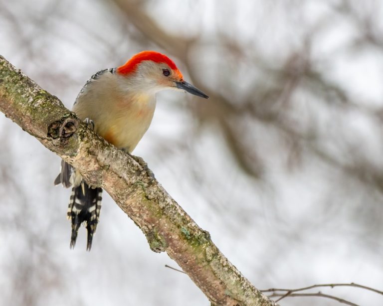 The 25 Most Common Birds Of Michigan With Photos